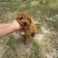 micro mini goldendoodle puppies