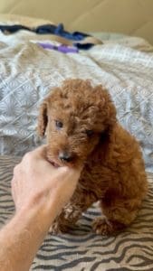 micro mini doodle puppies