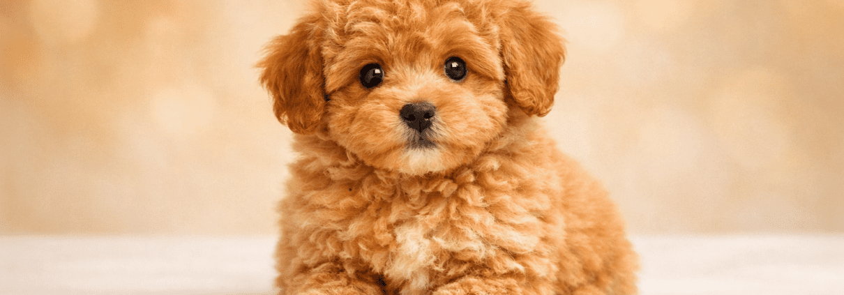 micro mini goldendoodles