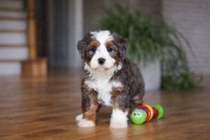 mini bernedoodle breeders near me