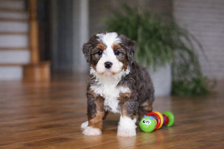 Mini bernedoodle breeders near me — Designer Mini Doodles