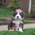mini bernedodoles for sale