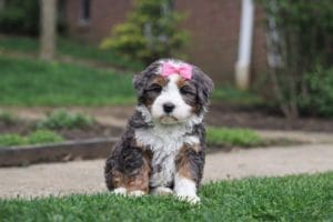 mini bernedodoles for sale