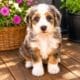 best mini bernedoodle breeders