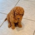 micro doodle breeders Florida