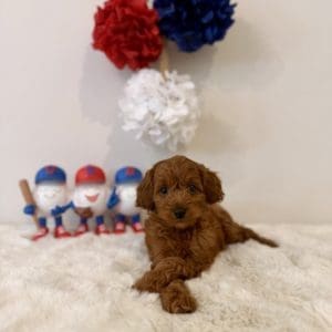 Micro goldendoodle breeders Tampa