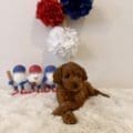 Miami mini goldendoodle puppies