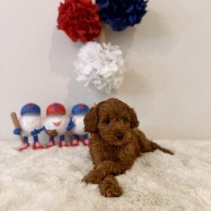 Miami mini goldendoodle puppies