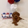 micro goldendoodle breeders