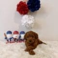 micro goldendoodle breeders in Florida