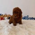 Micro goldendoodle puppies