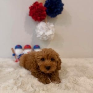 micro goldendoodles florida