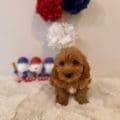 micro goldendoodles FL