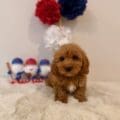 micro goldendoodles florida