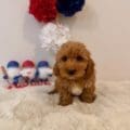 micro goldendoodles florida