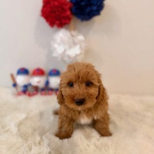 micro goldendoodles florida