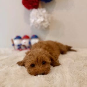 micro golden doodles florida