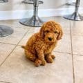 mini doodle puppies near me