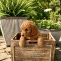 mini goldendoodle breeders in New Jersey