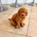 mini goldendoodle puppies nearby