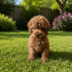 toy poodle puppies for sale