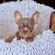 frenchie puppies for sale