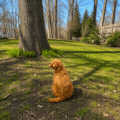 mini goldendoodle puppies in Florida