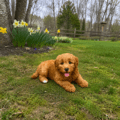 mini goldendoodles for sale