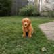 best Mini goldendoodle breeders