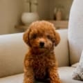 teacup goldendoodle breeders nearby