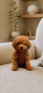 teacup goldendoodle breeders nearby