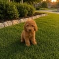 micro goldendoodle breeder in Florida