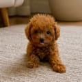 teacup doodle puppies for sale near me