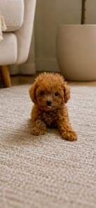 teacup doodle puppies for sale near me