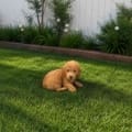 micro goldendoodle puppies for sale