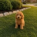micro goldendoodle puppies