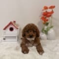 micro mini goldendoodles florida