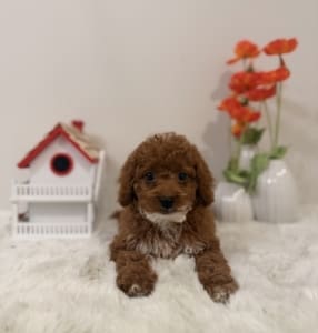 micro mini goldendoodles florida