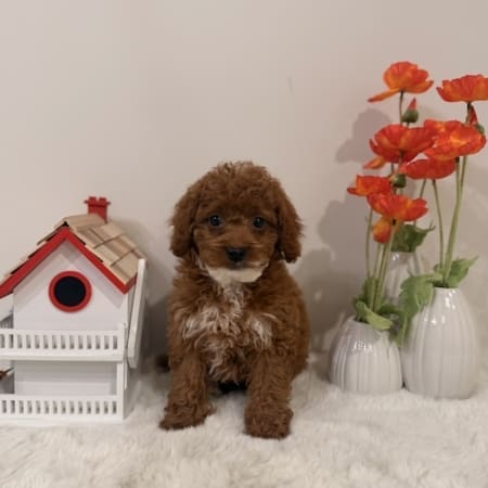 Micro goldendoodle