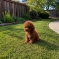 micro mini doodle puppies for sale