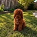 micro mini goldendoodle Florida