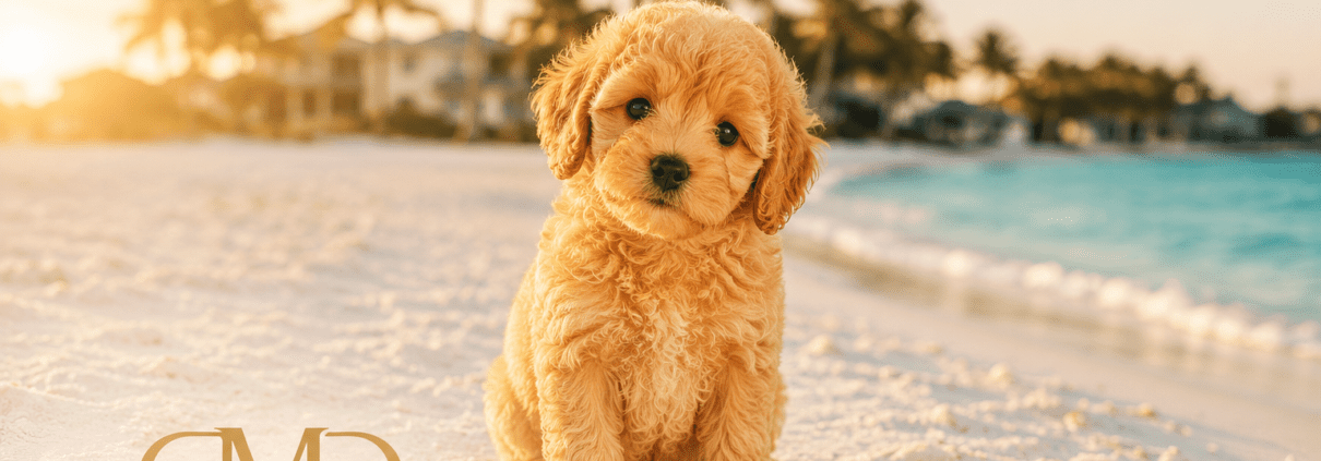 micro mini goldendoodle Naples