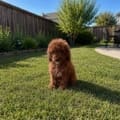 micro mini goldendoodle breeders
