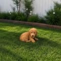 micro mini goldendoodle breeders FL