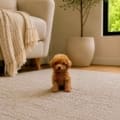 teacup goldendoodles for sale Georgia