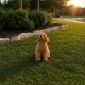 micro mini goldendoodle puppies near me