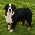 mini bernedoodle breeders