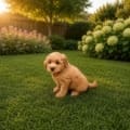 mini goldendoodle breeder nearby