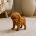 teacup goldendoodle breeders in Florida