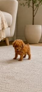 teacup goldendoodle breeders in Florida